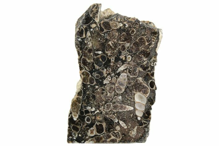 Polished Fossil Turritella Agate Stand Up - Wyoming #193572
